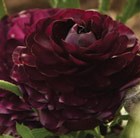 Ranunculus Purple Heart