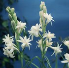 Polianthes tuberosa