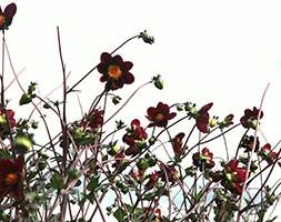 Dahlia 'Mexican Star' (dahlia tuber)