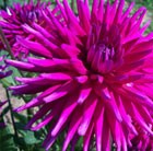 Dahlia 'Purple Gem'