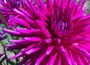 cactus dahlia bulbs