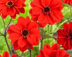 Dahlia 'Bishop of Llandaff' (dahlia bulb)