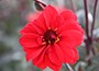 dahlia bulb