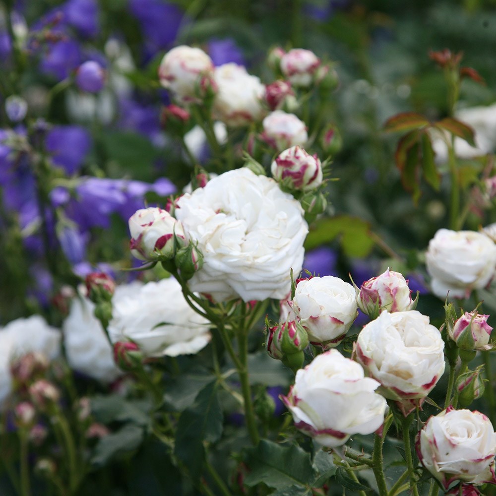 rose Boule de Neige (bourbon)
