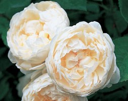 rose Glamis Castle (shrub)