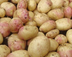 potato 'King Edward' (potato - early maincrop, Scottish basic seed potato)