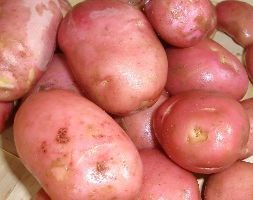 potato 'Desiree' (potato - early maincrop Scottish basic seed potato)
