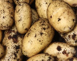 potato 'Charlotte' (seed potato for summer planting)