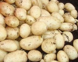 potato 'Maris Piper' (Potato - early maincrop)