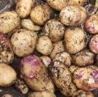 potato - second early, Scottish basic seed potato