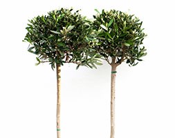 Olea europaea (olive tree - (mini 1/2 standard))