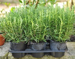 Rosmarinus officinalis (rosemary promotion - 6 pack)