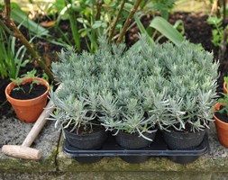 Lavandula angustifolia (lavender promotion - 6 pack)