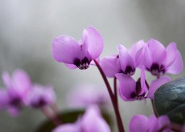 Cyclamen coum (sowbread)