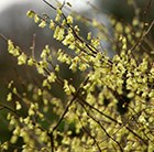 winter hazel