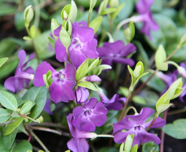 lesser periwinkle lesser periwinkle