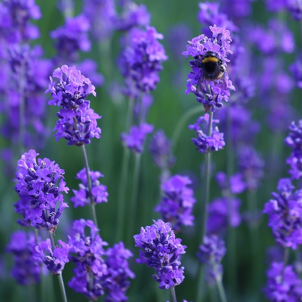 lavender lavender
