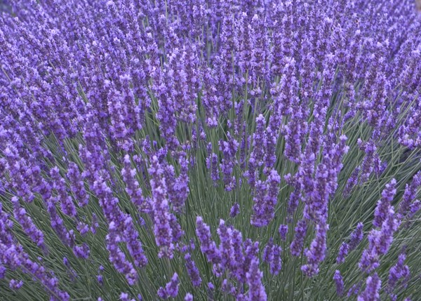 lavender lavender