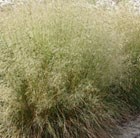 tufted hair grass