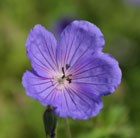 cranesbill