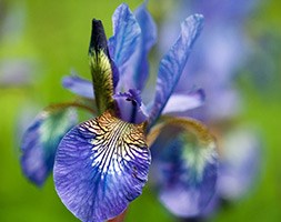 Iris sibirica 'Persimmon' (Siberian iris)