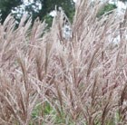 Chinese silver grass