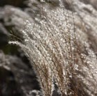 silver grass