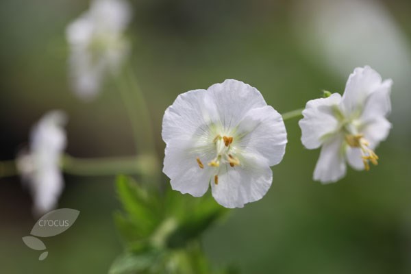 dusky cranesbill dusky cranesbill