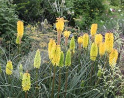 red hot poker