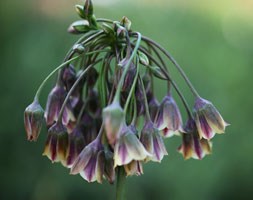 Nectaroscordum siculum (Sicilian honey garlic)