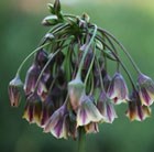 ornamental onion