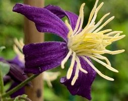clematis (group 3)