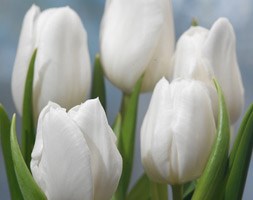 Tulipa 'White Dream' (Tulip)
