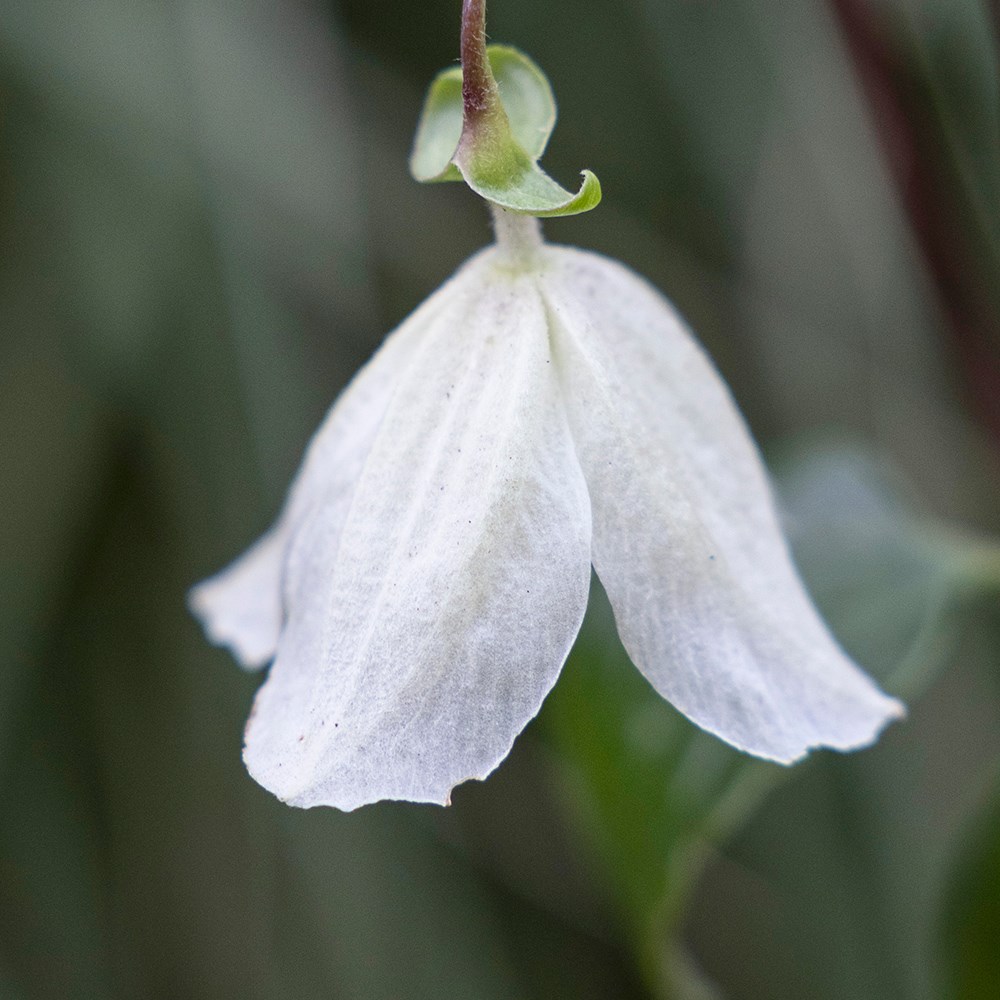 clematis (group 1)