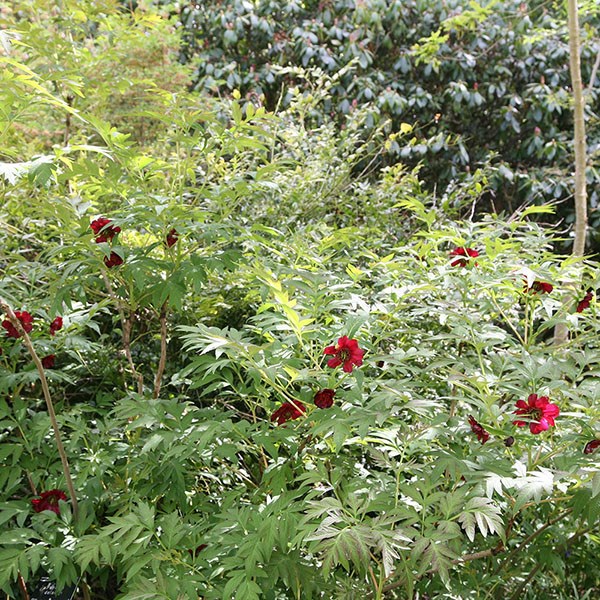 tree peony / tree paeony