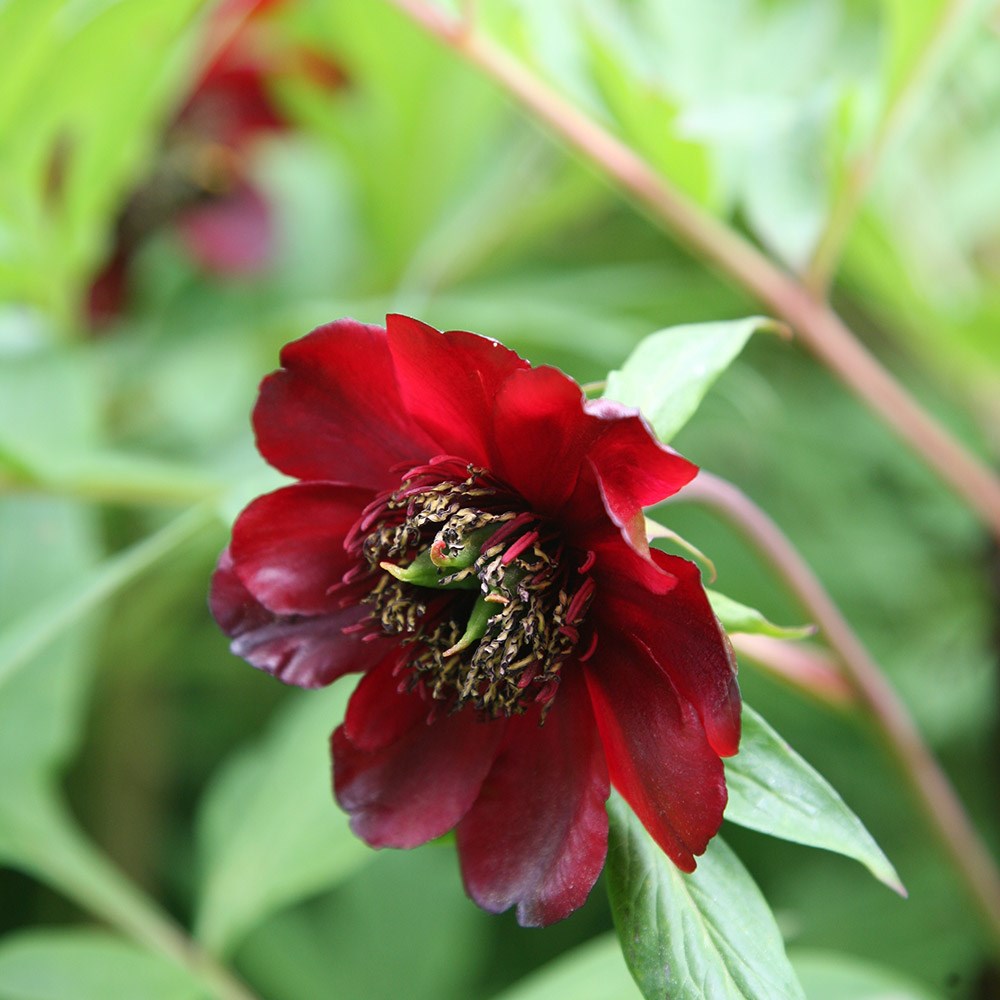 tree peony / tree paeony tree peony / tree paeony