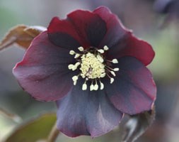 Helleborus x hybridus 'Harvington Shades of the Night' (Lenten rose hellebore)