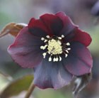 Helleborus × hybridus Harvington Shades of the Night