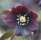 hellebore