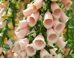 foxglove