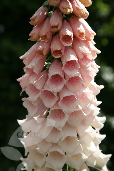 foxglove
