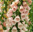 foxglove