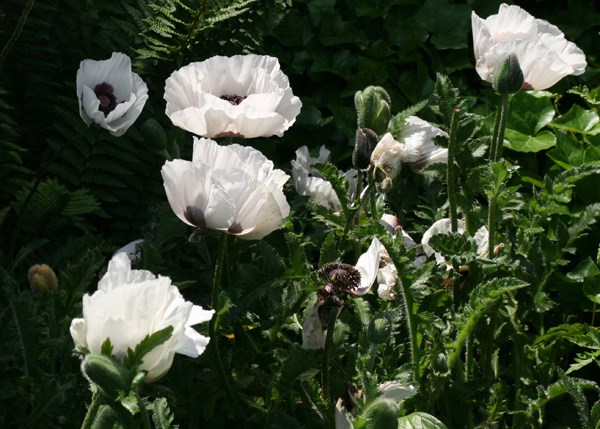 oriental poppy oriental poppy