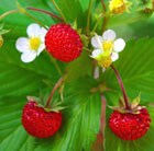 alpine strawberry - woodland
