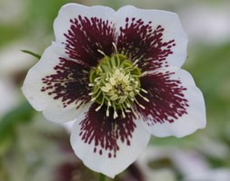 Helleborus x hybridus Harvington speckled white (Lenten rose hellebore)