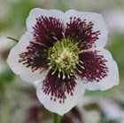 hellebore