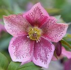 hellebore