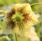 hellebore