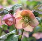 hellebore