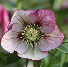 hellebore